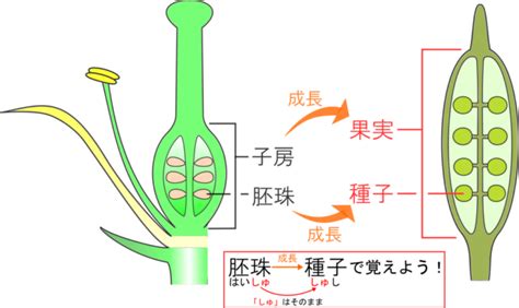 子房 成長|子房